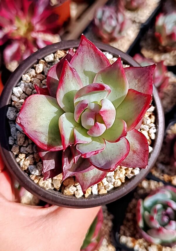 Echeveria agavoide Casio S