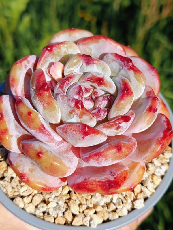 Echeveria Winslet – Image 2