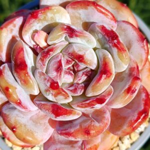Echeveria Winslet