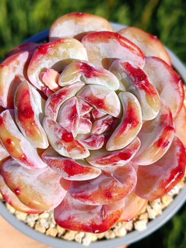 Echeveria Winslet