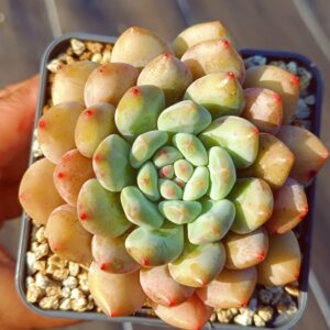 xPachyveria Half Summer L