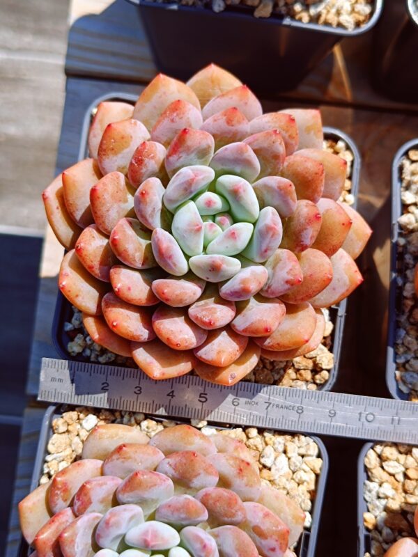 xPachyveria Half Summer L – Image 2