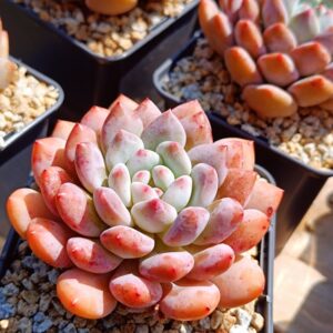 xPachyveria Half Summer L