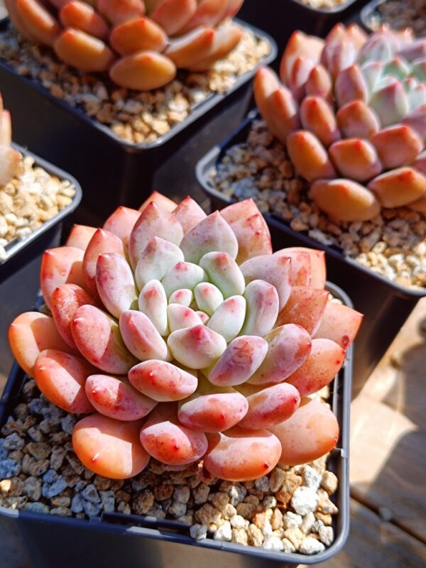xPachyveria Half Summer L