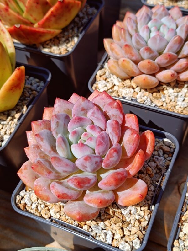 xPachyveria Half Summer L – Image 3