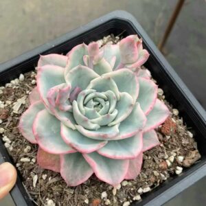 Echeveria Atlantis Variegata