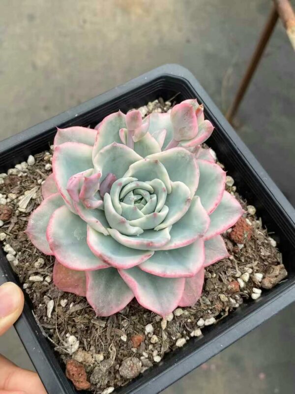 Echeveria Atlantis Variegata