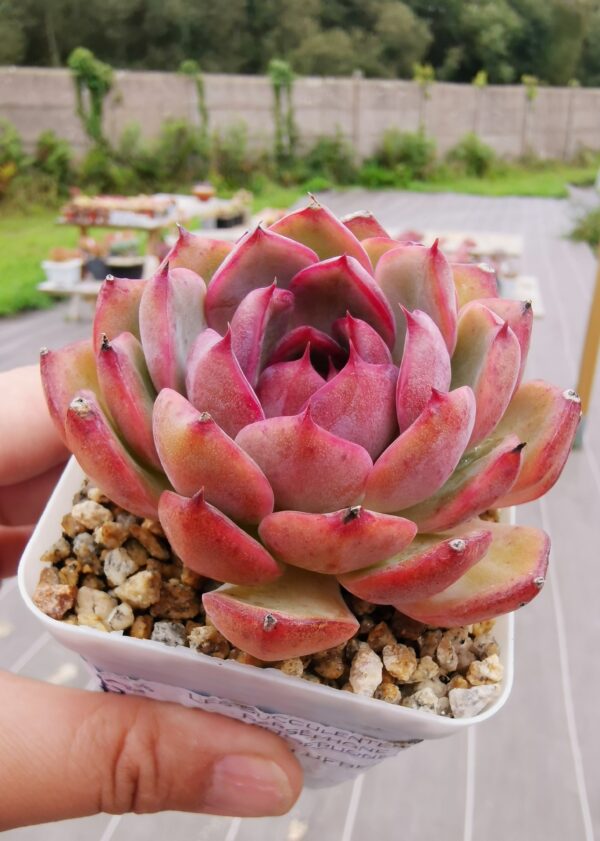 Echeveria Blueberry – Image 2