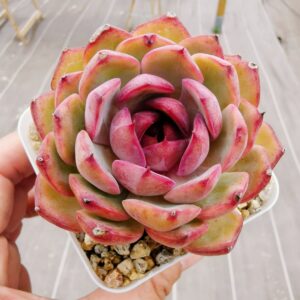 Echeveria Blueberry