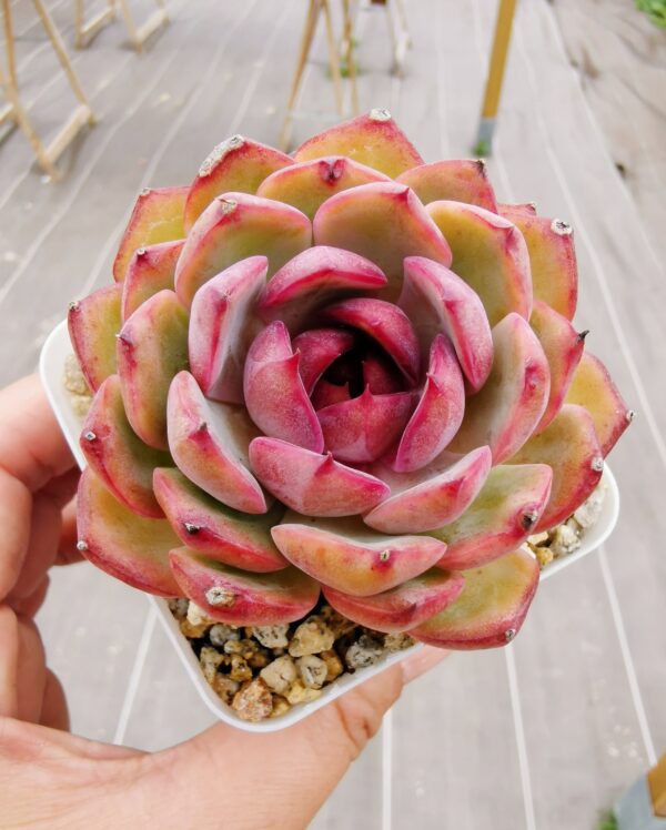 Echeveria Blueberry