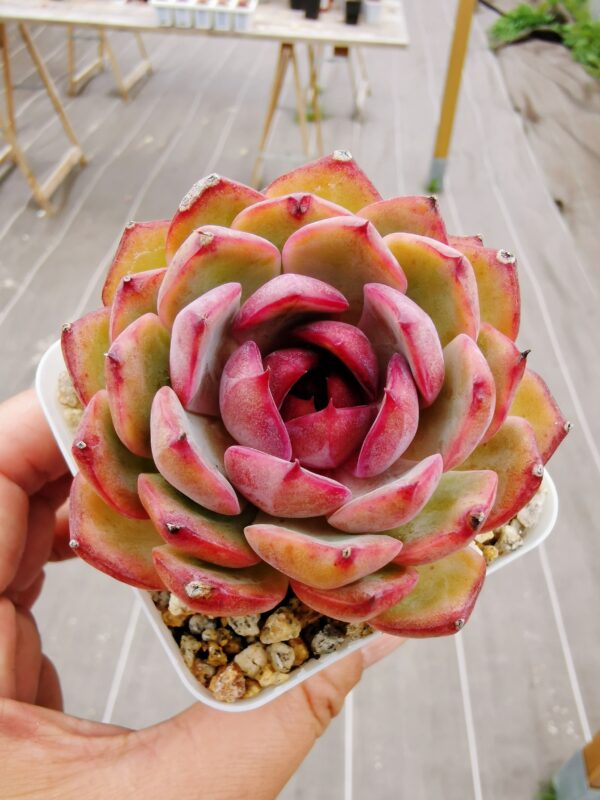 Echeveria Blueberry – Image 3