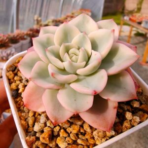Echeveria Atlantis Variegata