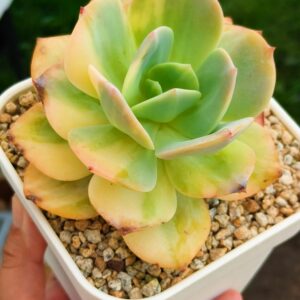 Echeveria Hakuhou variegata