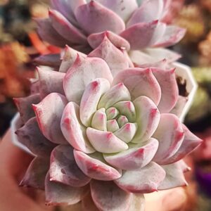 Echeveria Bluebird double têtes