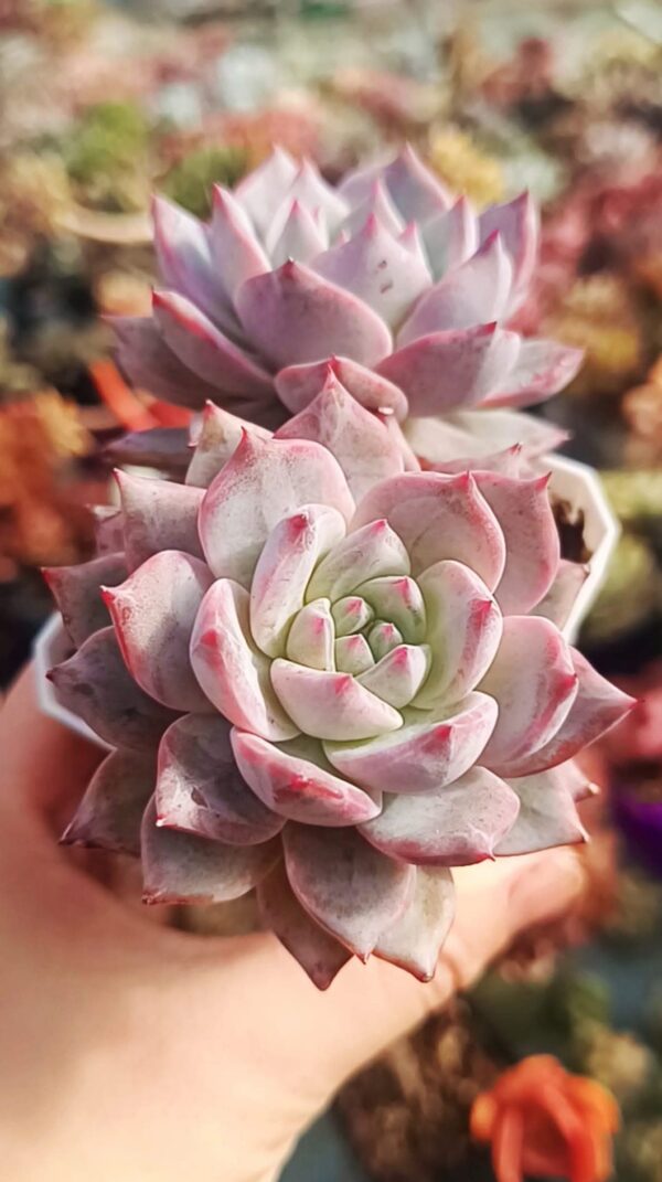 Echeveria Bluebird double têtes