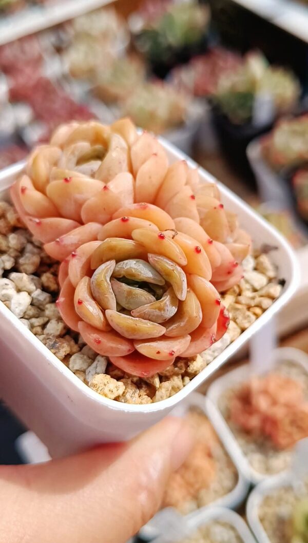 Echeveria Crystal Melt cluster – Image 3