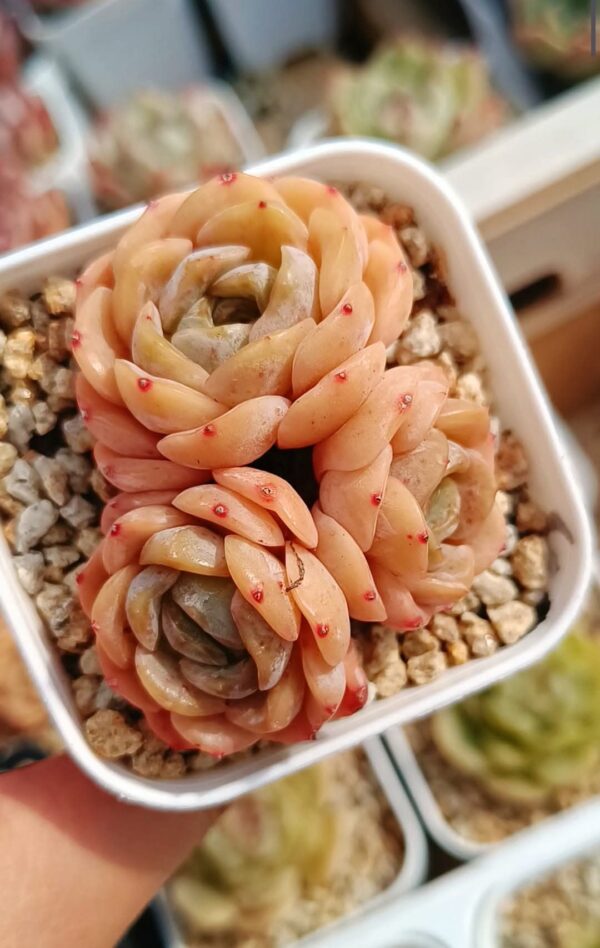 Echeveria Crystal Melt cluster