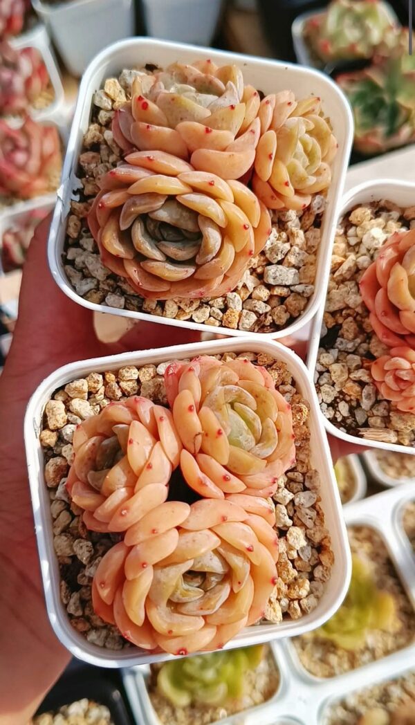 Echeveria Crystal Melt cluster – Image 2