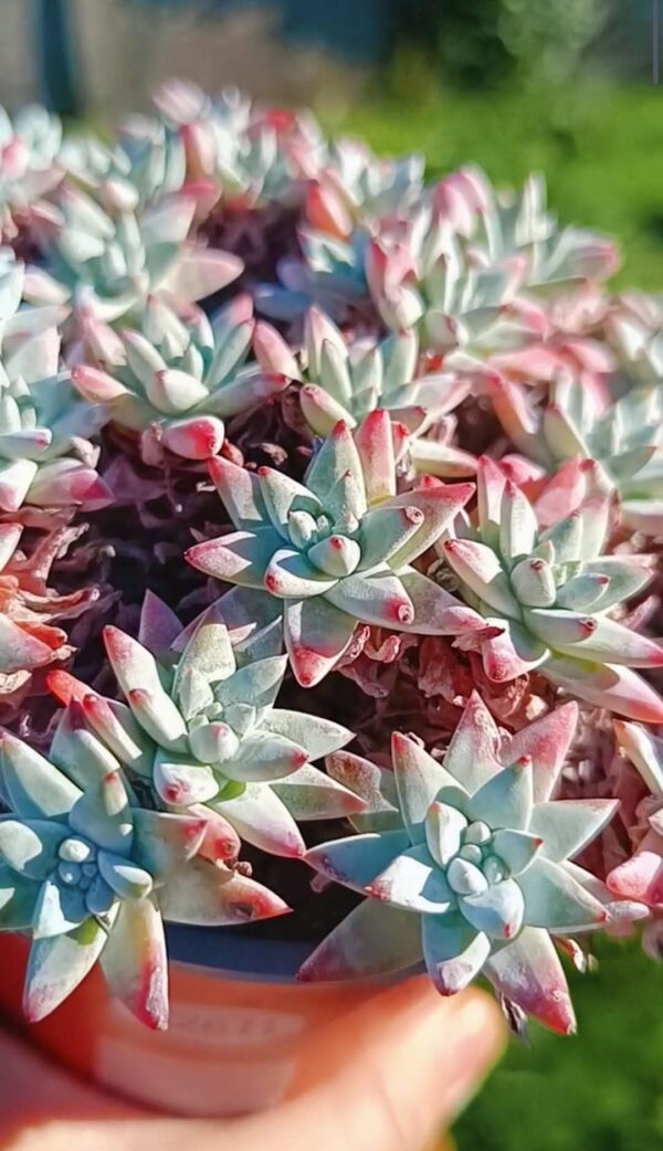 Dudleya Gnoma cluster