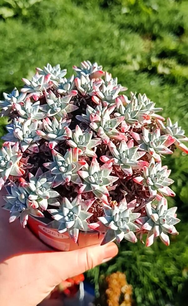 Dudleya Gnoma cluster – Image 2