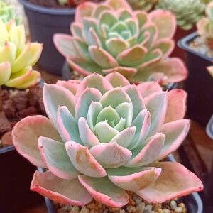 Echeveria Pink Bella variegata S