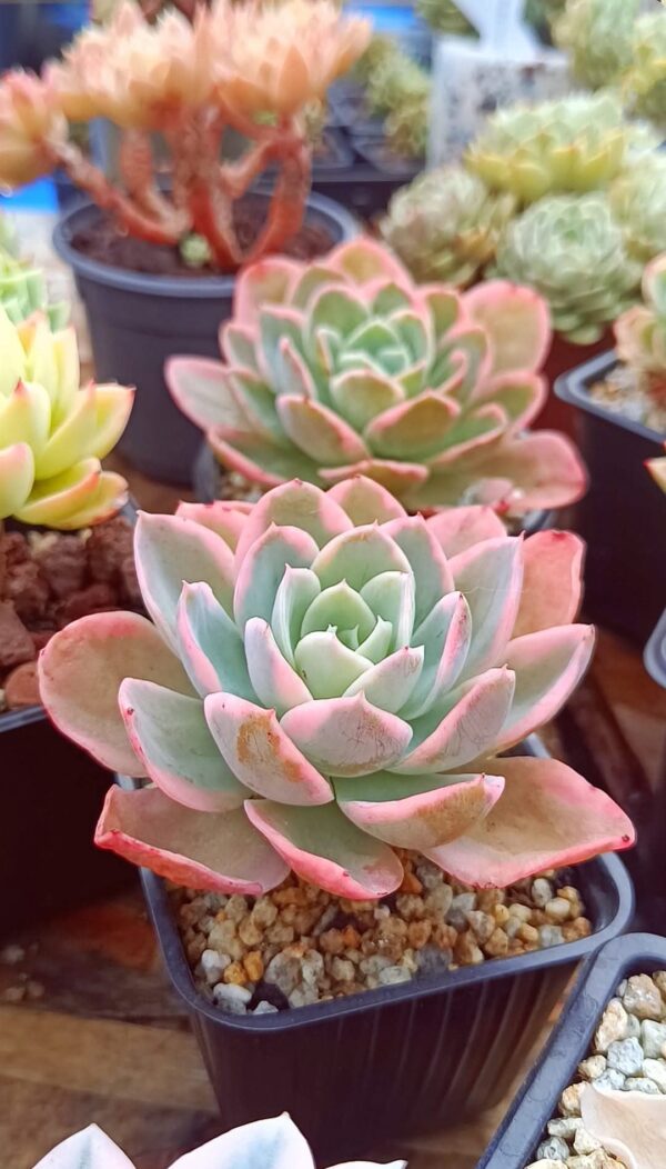 Echeveria Pink Bella var S