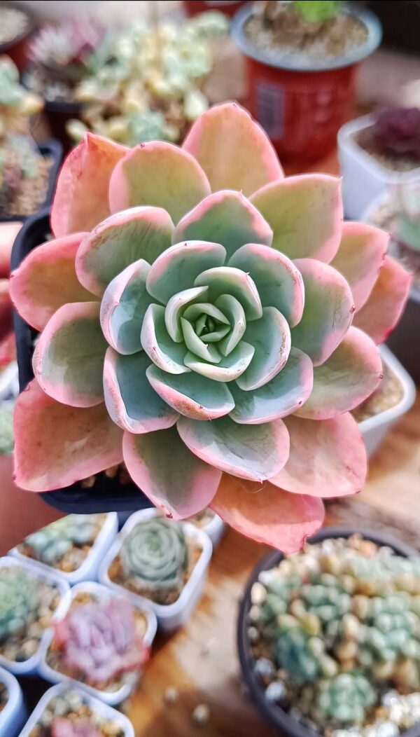 Echeveria Pink Bella var S – Image 2