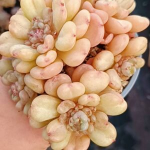 Echeveria Billgates cluster