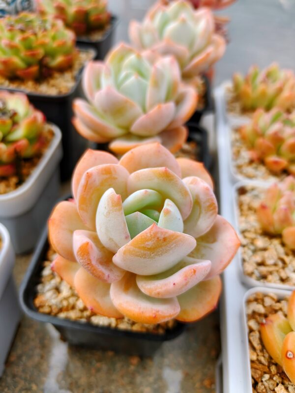 Echeveria Hakuhou Monroe – Image 3