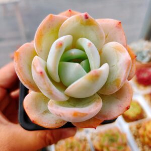 Echeveria Hakuhou Monroe