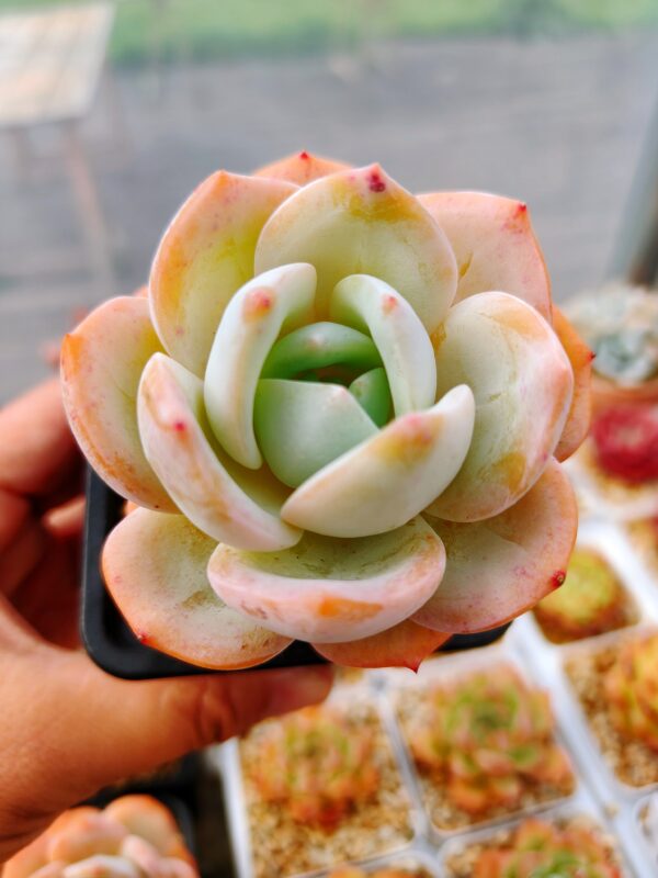 Echeveria Hakuhou Monroe