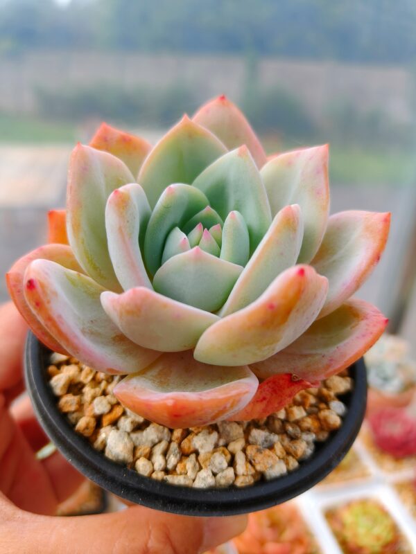 Echeveria Hakuhou Monroe – Image 2