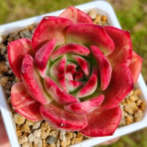 Echeveria Stapos variegata