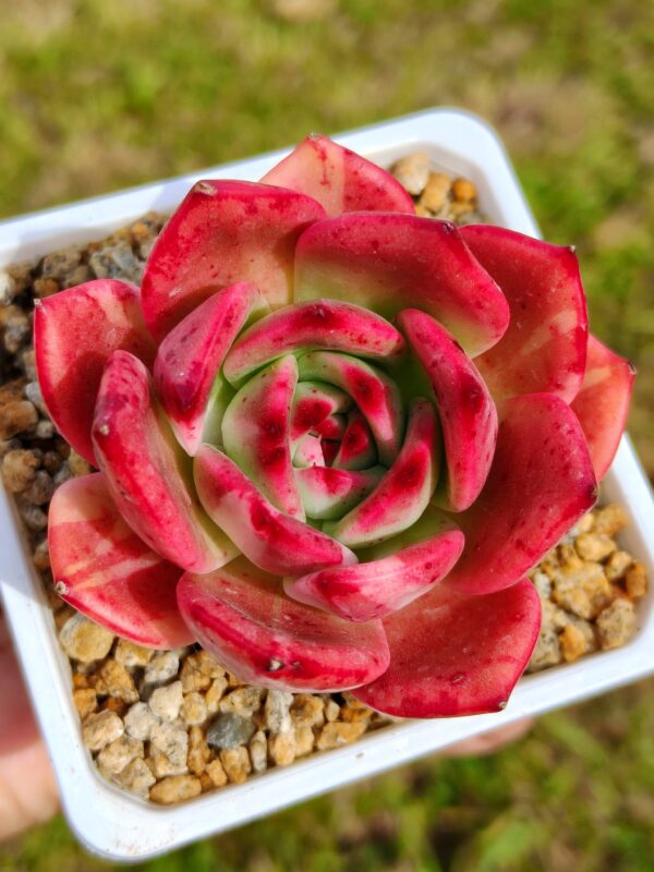 Echeveria Stapos variegata