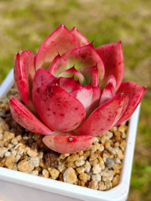 Echeveria Stapos variegata – Image 2