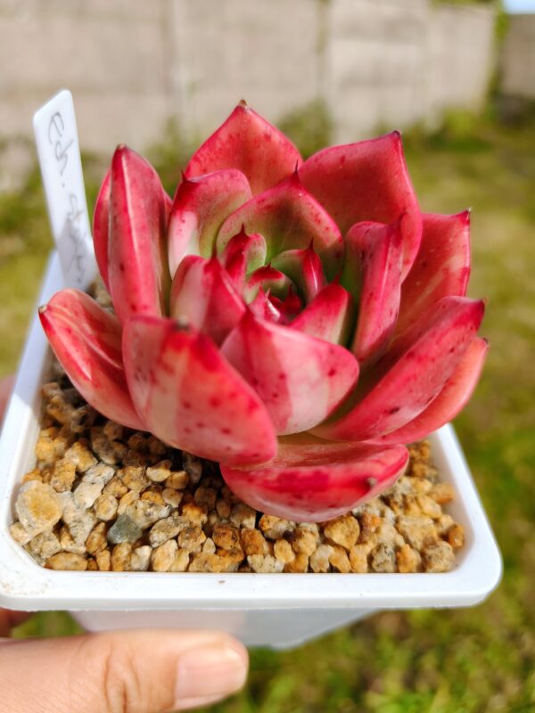 Echeveria Stapos variegata – Image 3