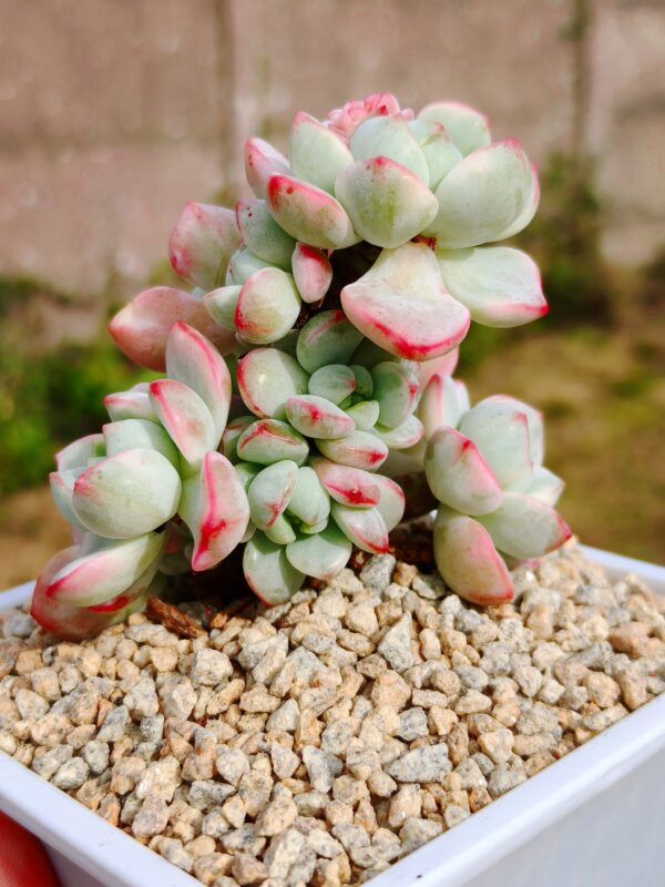 x Sedeveria Pudgye variegata cluster A – Image 3