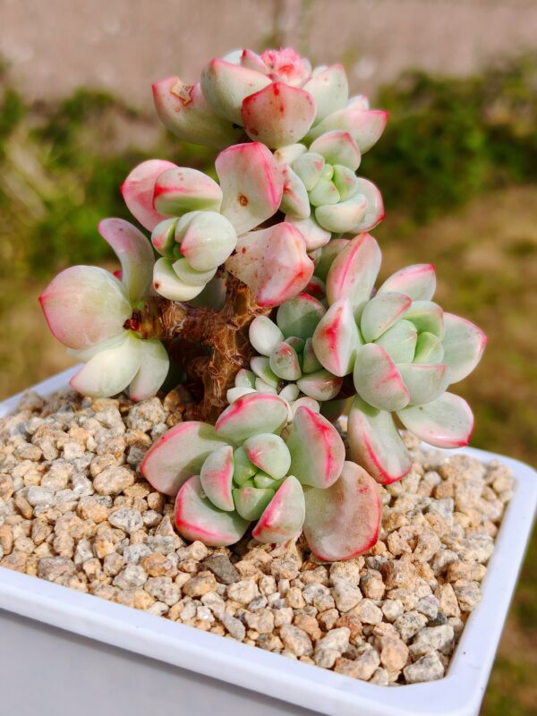 x Sedeveria Pudgye variegata cluster A – Image 2
