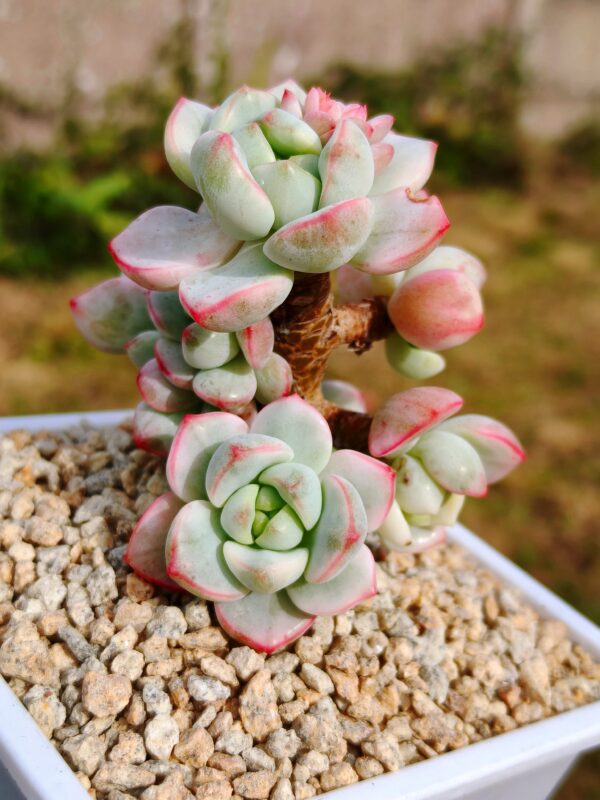 x Sedeveria Pudgye variegata cluster A