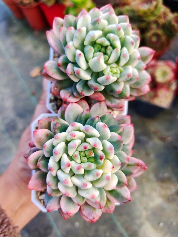 Sedeveria Blue Elf variegata – Image 2