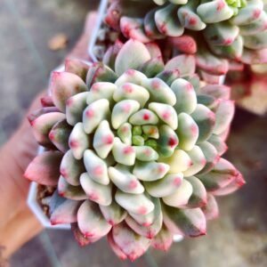 Sedeveria Blue Elf variegata
