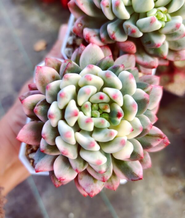 Sedeveria Blue Elf variegata