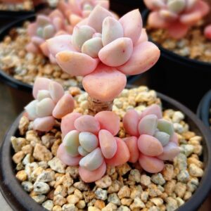 Echeveria Spotted Dear Cluster