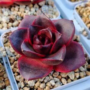 Echeveria Glowing Rose