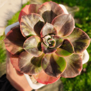 Echeveria Blue Metal variegata