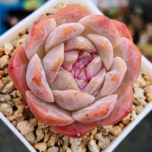Echeveria Pink Lychee