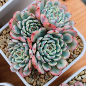 Echeveria Pink Minima variegata cluster