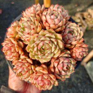Echeveria Ben Badis Cluster