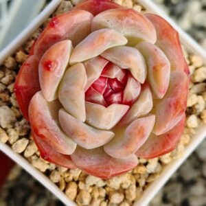Echeveria Pink Lychee