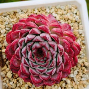 Echeveria Purple Sunflower cluster